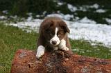 BORDER COLLIE 1469
